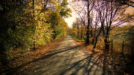 Driving-on-empty-asphalt-road-with-yellow-markings-passing-through-a-mixed-forest-with-pines-and-trees-with-yellow-foliage-on-a-sunny-autumn-day