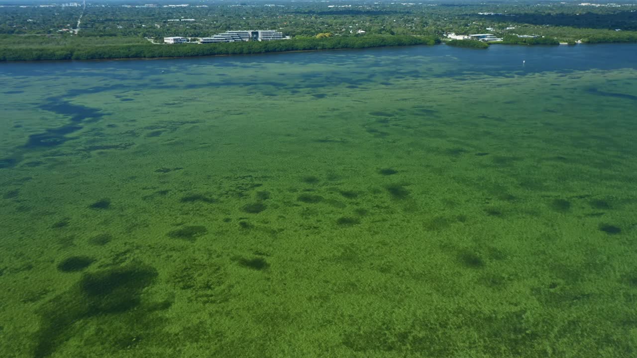 Acque costiere poco profonde con vegetazione sottomarina visibile si estendono verso una costa delimitata da fitte foreste di mangrovie e un lontano sviluppo urbano in una giornata limpida