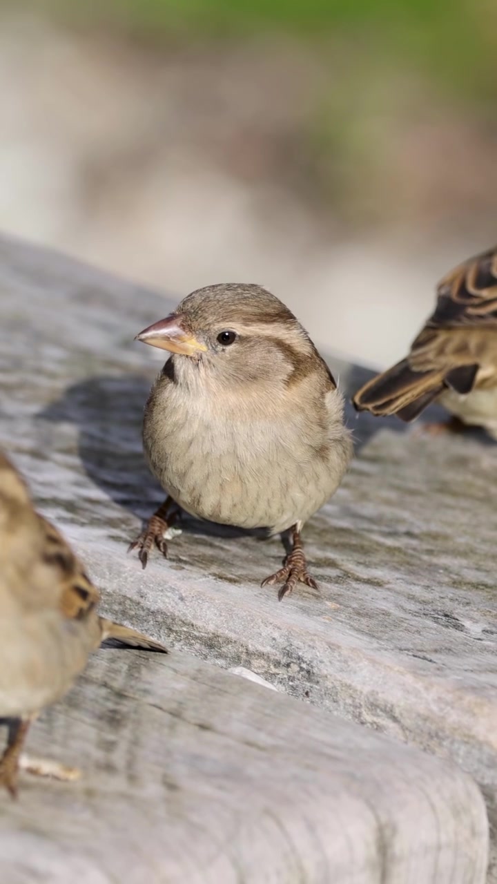 I passeri si radunano e interagiscono su una panchina di legno illuminata dal sole, mostrando comportamento e movimento naturali in un ambiente esterno sereno