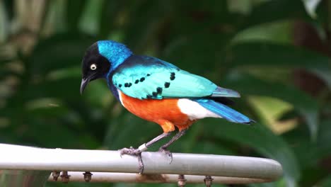 멋진 스터링 (lamprotornis superbus) 은 야생 동물 보호구역에서 먹이를 먹으며 날개를 펴고 날아갑니다.