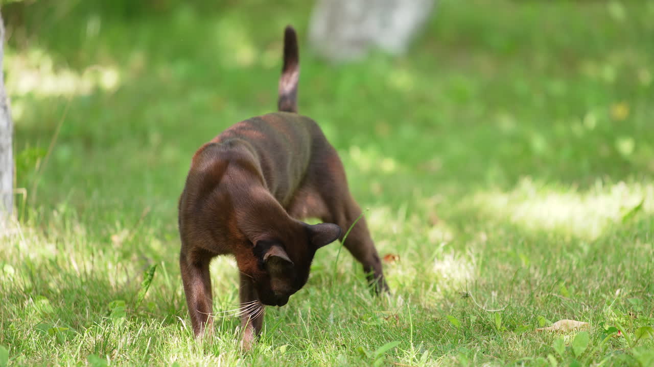 Slim black cat with white whiskers stands in grass. Female hand gives food to a cat and it refuses. Blurred nature backdrop.