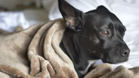 an adorable black pit-bull frenchie mix shivers in a beige blanket in bed