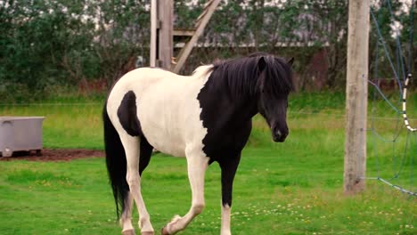 tomas de amistosos caballos islandeses en la granja