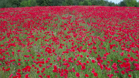 Ein-Ganzes-Feld-Ist-Voller-Rot-Blühender-Mohnblumen