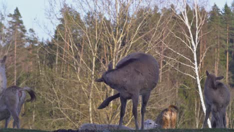 A-Herd-Of-Deer-Grazes-In-The-Forest