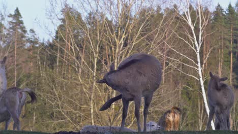 una manada de ciervos pasta en el bosque