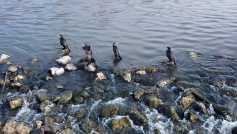 black cormorants in the river