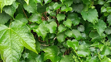 a closeup on a green mussy leaf tropical wet wall