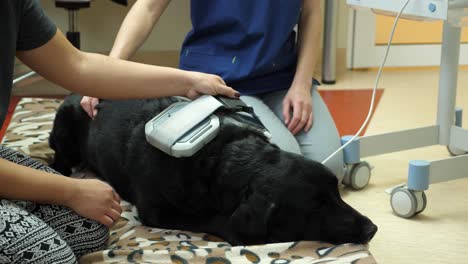 black labrador retriever dog recieving treatemnt in a vet clinic