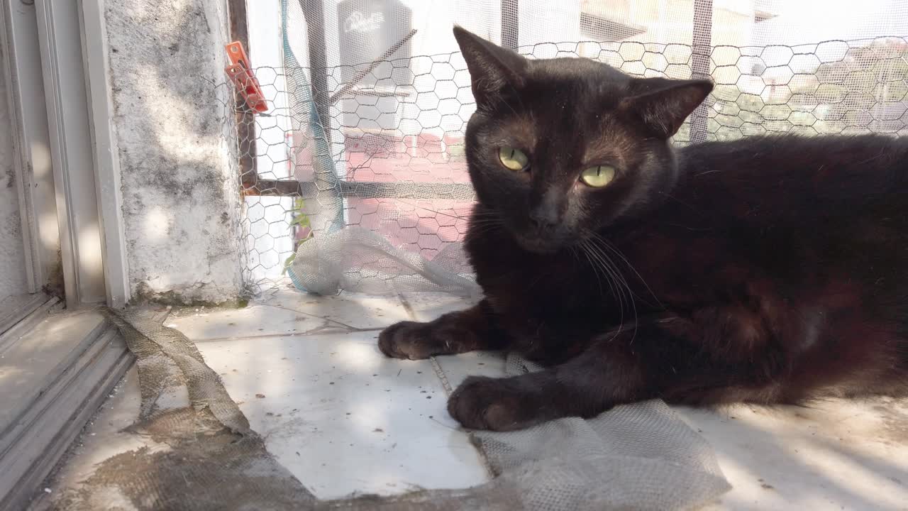 Close shot of a black cat with green eyes resting near window in natural sunlight, calm domestic scene