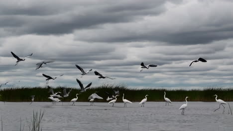 egrets and herons taking flight in a cloudy wetland