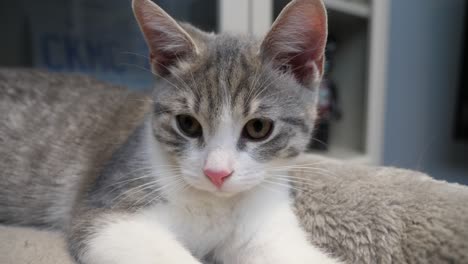 Macro-Cara-Frontal-Headshot-Plata-Gatito-Gato-Lindo-Kitty-Cerrar