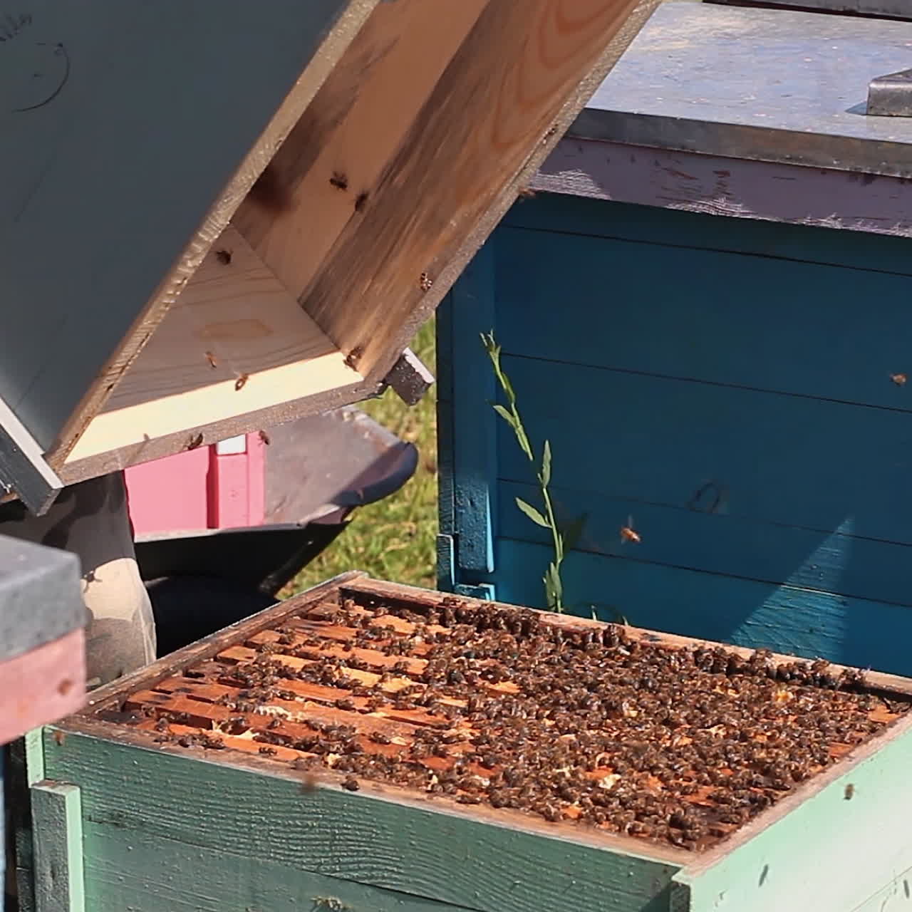 Frames of a bee hive. Harvesting the honey in the apiary. Healthy eating. Honeycomb.