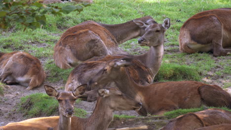 group of young roes lying on grass field outdoors during sunny day - close up