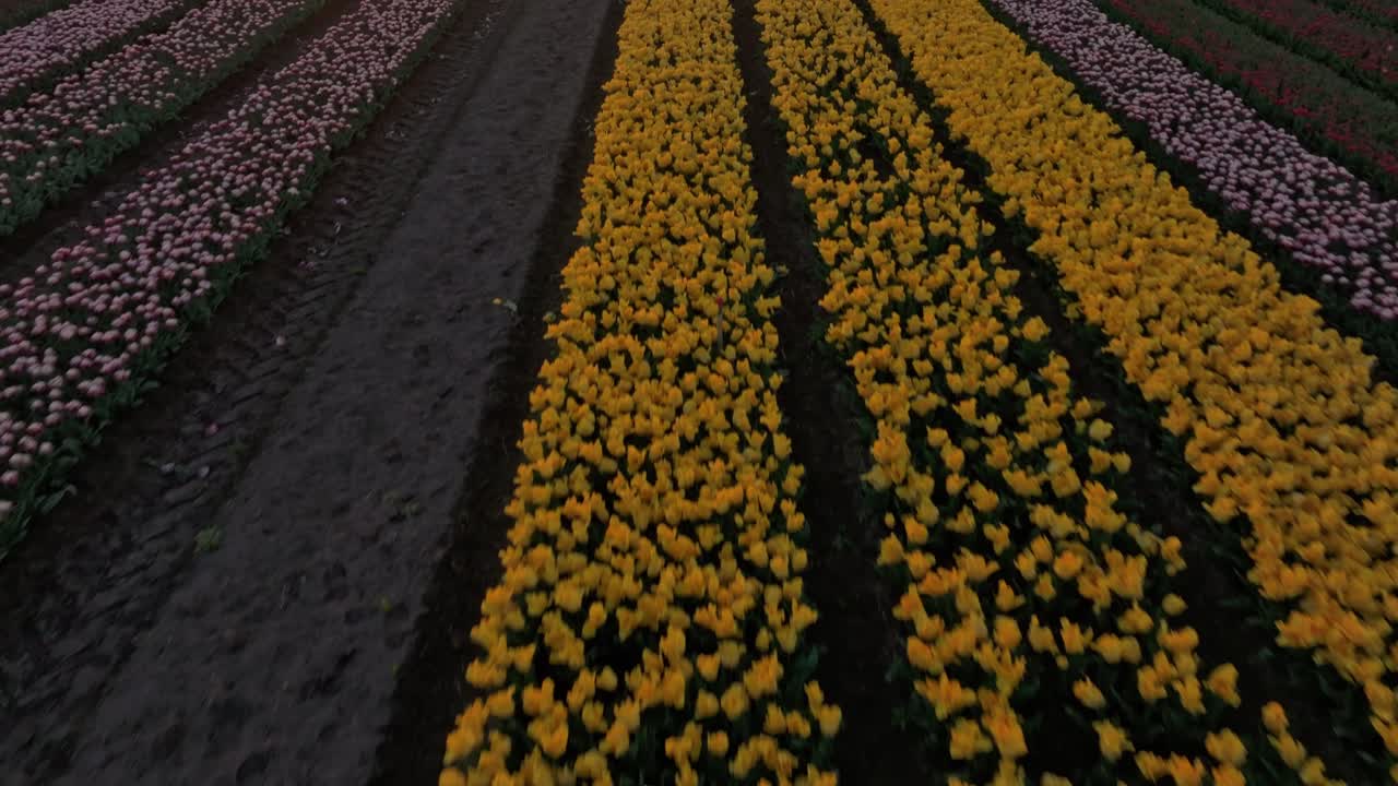Vista aerea della campagna olandese con mulino, canale e campi di tulipani al tramonto
