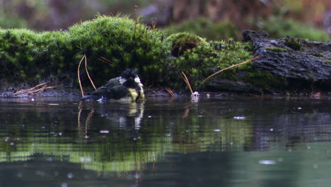 carbonero bañándose en la piscina del bosque, salpicando gotas alrededor