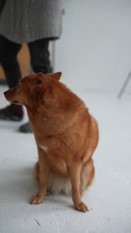 finnish spitz dog in interior