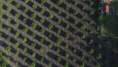 planting of orange trees in a field