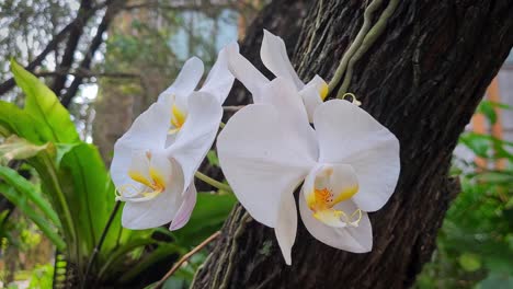 primer plano de cuatro o 4 flores de orquídeas blancas en el tronco de un árbol en un área urbana
