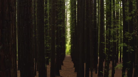 Sotobosque-Interior-De-Una-Densa-Plantación-De-árboles-Con-Troncos-Altos-Dispuestos-En-Patrón