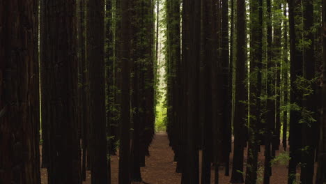 interior understory of dense tree plantation with tall trunks arranged in pattern