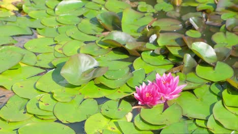 red water lily nymphaea is a genus of aquatic plants of the water lily family nymphaeaceae red water lily nymphaea is a genus of aquatic plants of the water lily family nymphaeaceae
