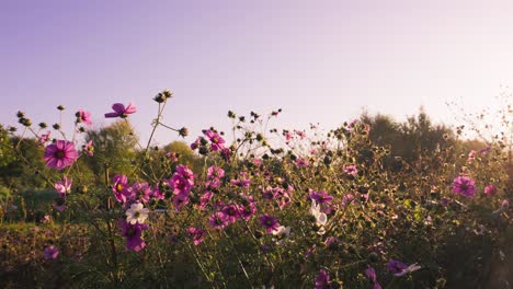 Pink-flowers-field-in-springtime,-sunlight-shining,-golden-hour,-handheld