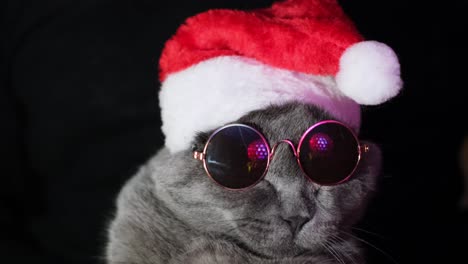 Cat Santa Claus Dancing at a Party Wearing Dark Glasses Cat Santa Claus Dancing at a Party Wearing Dark Glasses