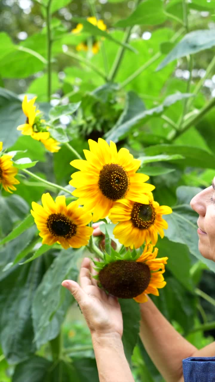 Woman admiring sunflowers in garden