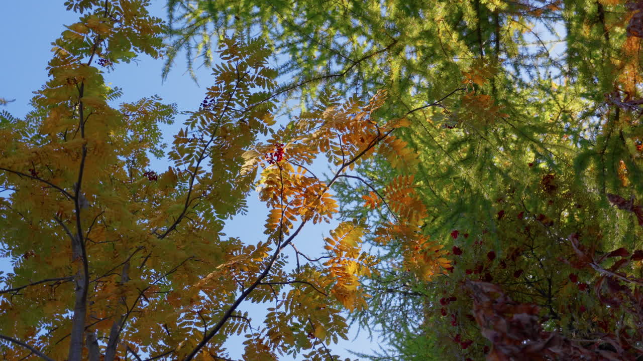Golden leaves in Italian Alps, sunny day, autumn serenity