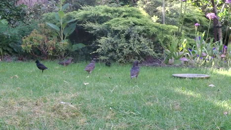 baby starling being fed in the grass field - close up shot