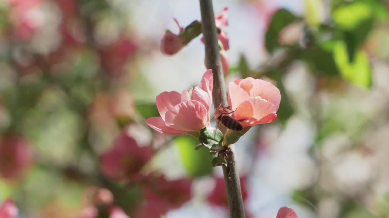 꿀벌 수분 일본 모과 꽃을 슬로우 모션으로 닫습니다