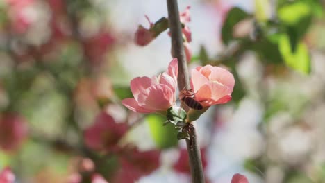 Cerca-De-Abeja-Polinizando-Flor-De-Membrillo-Japonés-En-Cámara-Lenta