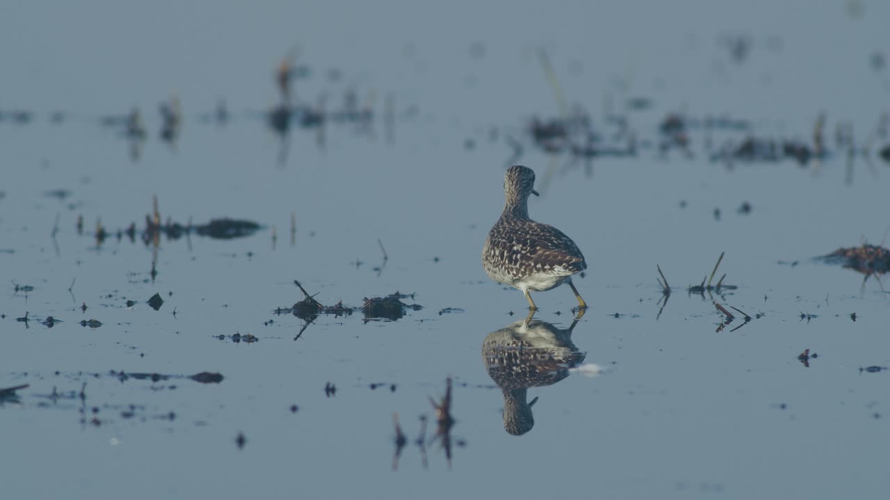 Wood sandpiper is looking for food in flooded meadows during spring migration