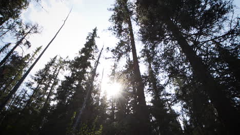 sun shining through a vast forest wilderness
