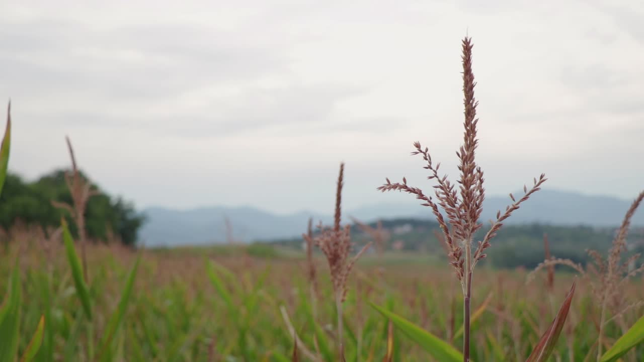 루마니아 바이아 마레에서 일몰에 바람에 날리는 옥수수 꼭대기
