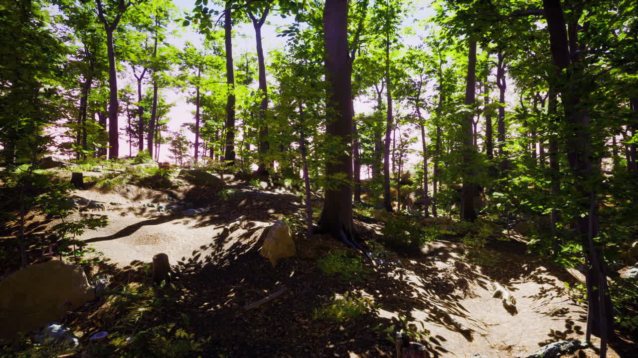 la luz del sol filtrándose a través de un bosque