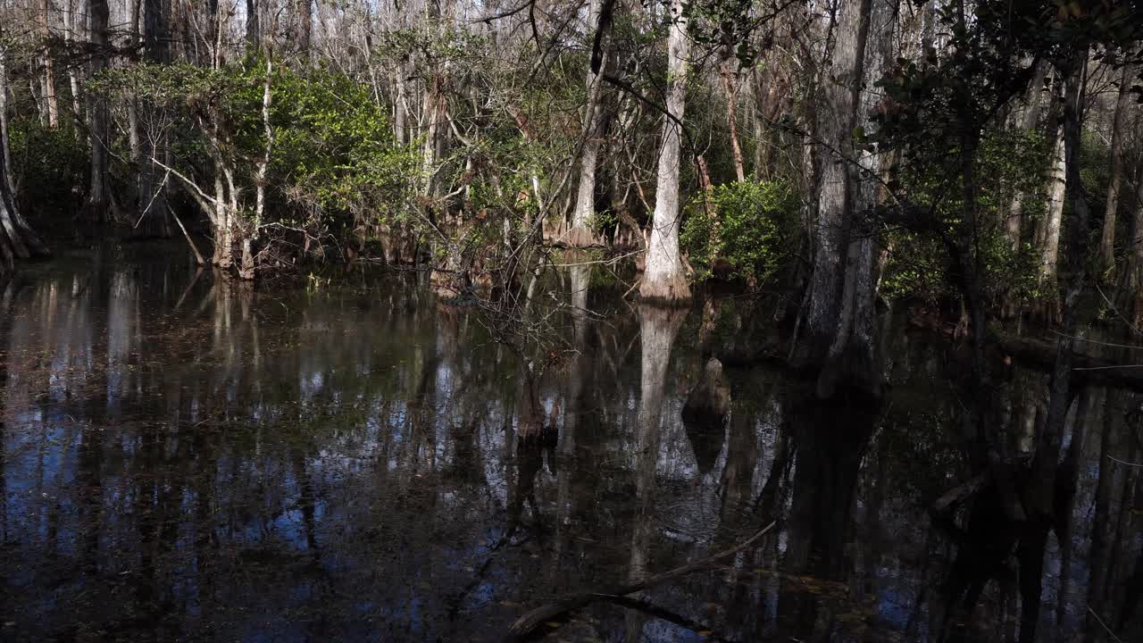 Una magnífica y hermosa extensión de agua con el reflejo de los árboles dándoles una gran dimensión, así como ramas de árboles muertos en el agua