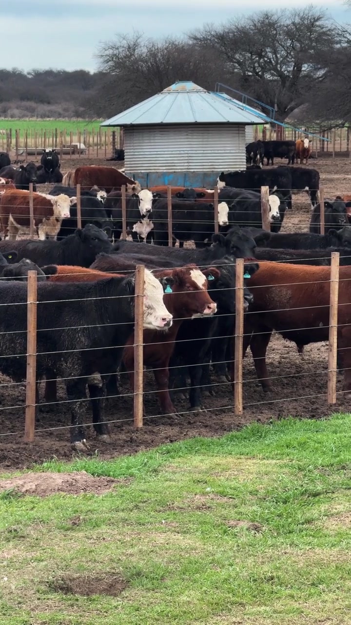 Mandria di bovini da carne in piedi in un recinto fangoso con recinzione in filo metallico e una struttura di alimentazione in metallo sullo sfondo. - Scatto verticale