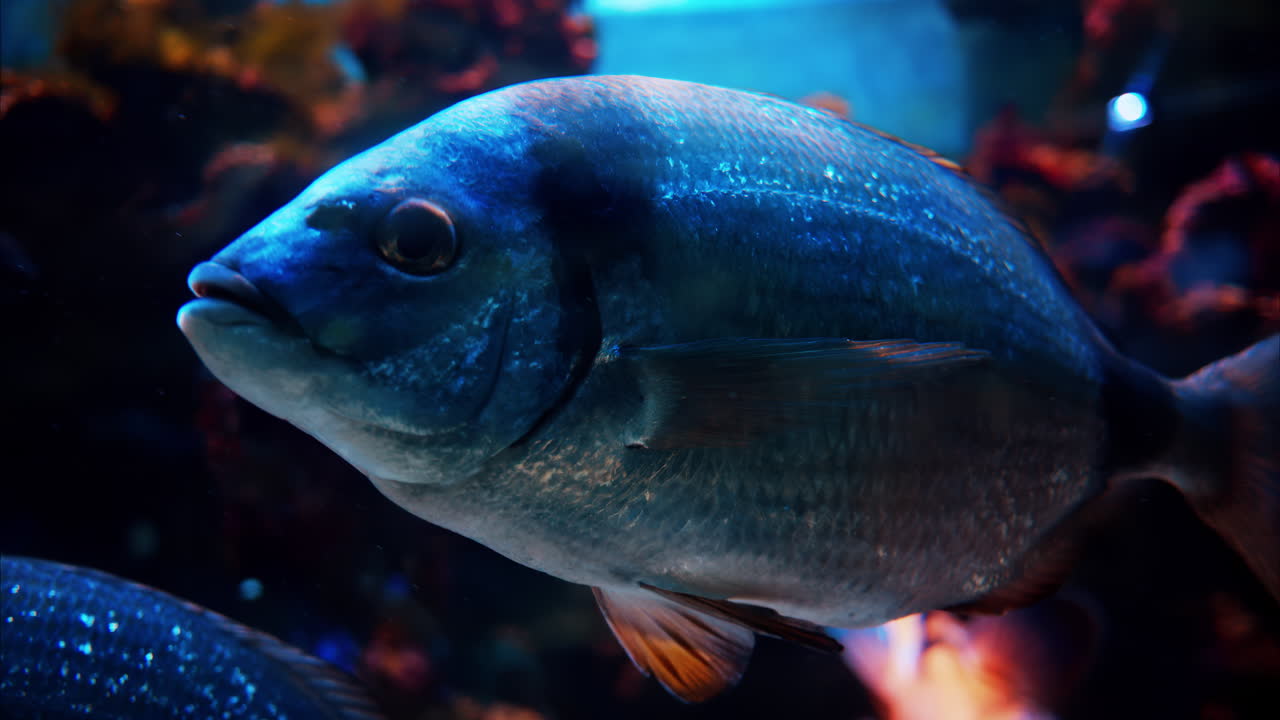 Close up of a Diplodus vulgaris fish swimming near coral reefs
