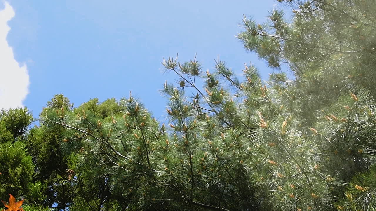 Visible clouds of pollen blowing from pine tree during allergy season.
