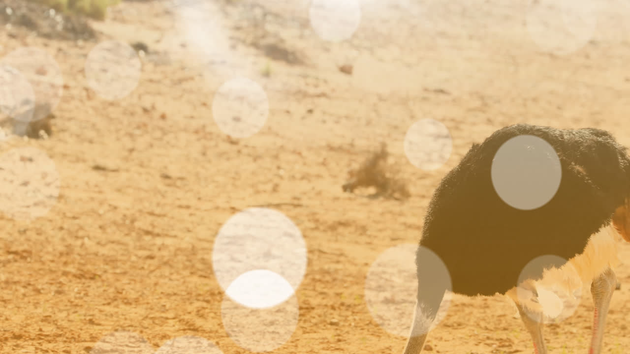 새우 위에 있는 빛의 반점들의 애니메이션