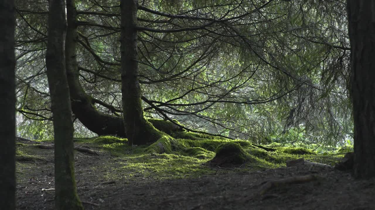 작은 새는 숲의 가지들 사이로 날아갑니다.