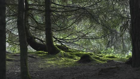 pequeños pájaros vuelan entre las ramas en el bosque 4k