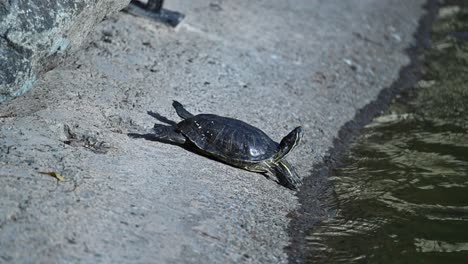 las tortugas de agua dulce disfrutan de un día soleado en la orilla de un lago tranquilo.