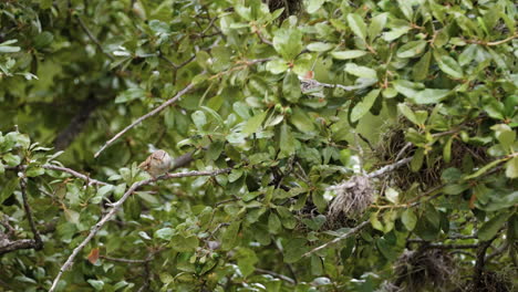 un gorrión doméstico común se sienta en una rama de roble y vuela lejos - passer domesticus