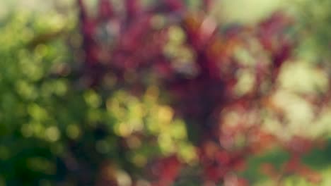 jardín enfoque suave bokeh colorido fondo