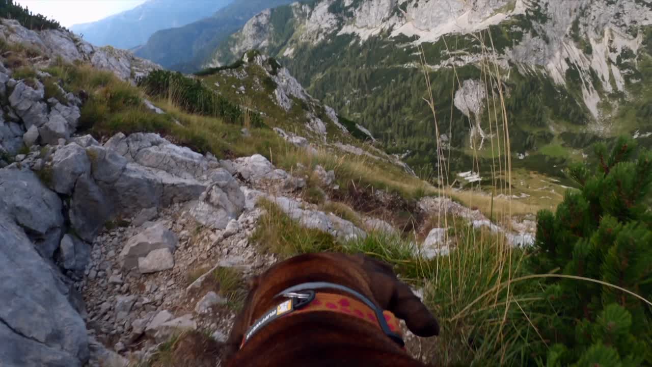 las imágenes de pov se filmaron con una gopro encima de un perro caminando en la cima de la montaña en los alpes eslovenos, rodeado de montañas y hermosos paisajes en un clima nublado-1