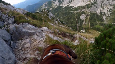 Pov-aufnahmen-Wurden-Mit-Einer-Gopro-Auf-Einem-Hund-Gefilmt,-Der-Auf-Einem-Berg-In-Den-Slowenischen-Alpen-Spazieren-Ging,-Umgeben-Von-Bergen-Und-Wunderschönen-Landschaften-Bei-Bewölktem-Wetter-1