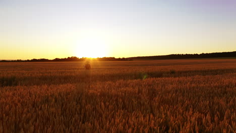 golden field at sunset. farmer inspecting the harvest in the evening. agriculturist on the ripe field against the setting sun. motion camera forward.